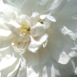 Поръчка на рози - Бял - Английски рози - дискретен аромат - Pоза Аусрам - Дейвид Чарлз Хеншой Остин - Малки бели цветя,които напълно покриват храста.